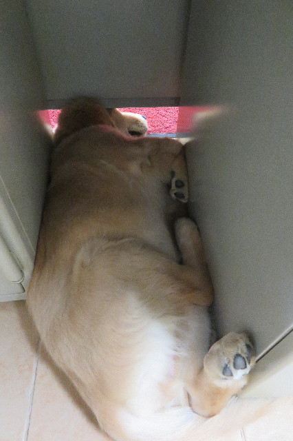 ファイル 6625-1.jpg