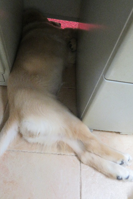 ファイル 6625-2.jpg