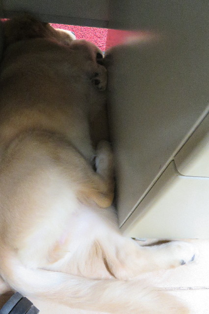 ファイル 6625-3.jpg