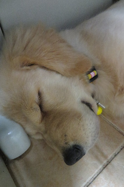 ファイル 6625-5.jpg