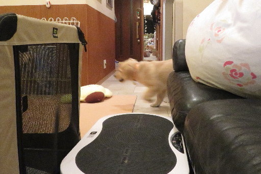 ファイル 6626-1.jpg