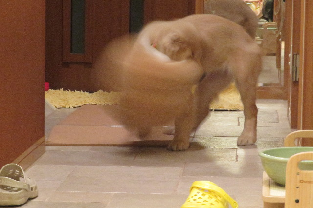 ファイル 6626-2.jpg