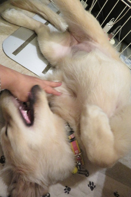 ファイル 6626-3.jpg