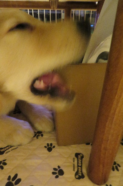 ファイル 6626-5.jpg