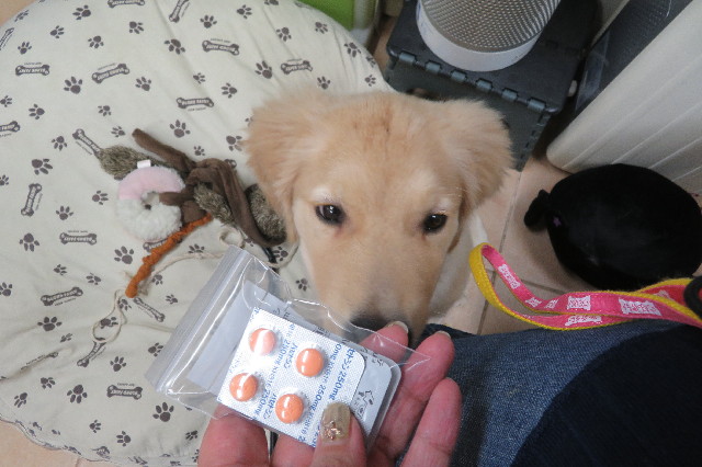 ファイル 6627-3.jpg