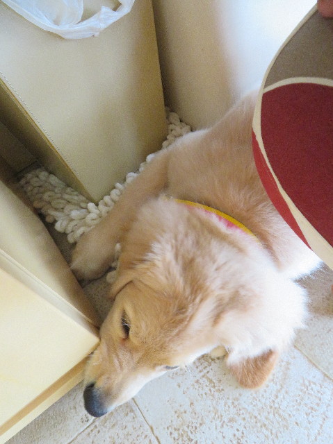 ファイル 6628-3.jpg