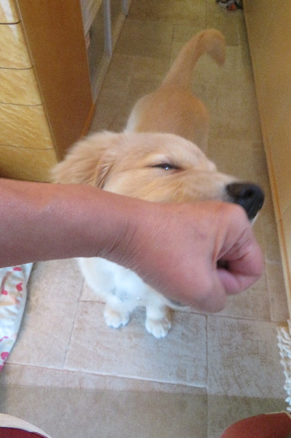 ファイル 6629-3.jpg