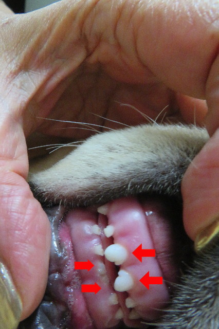 ファイル 6630-2.jpg