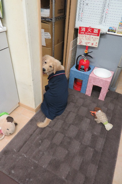 ファイル 6631-3.jpg