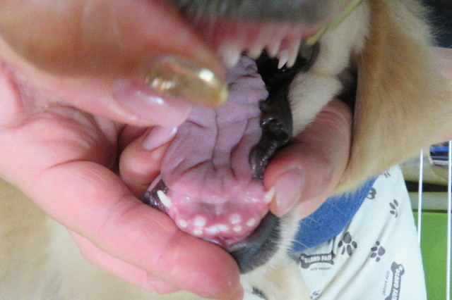 ファイル 6634-4.jpg