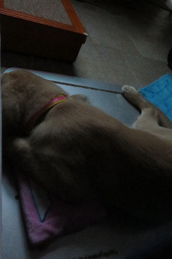 ファイル 6637-3.jpg