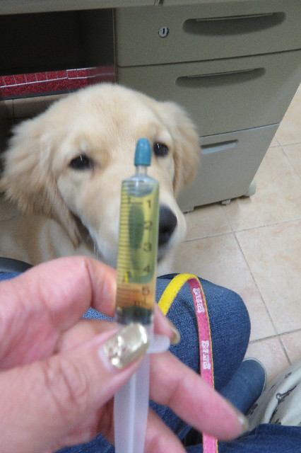 ファイル 6638-1.jpg