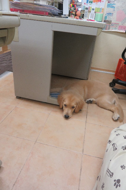 ファイル 6641-1.jpg