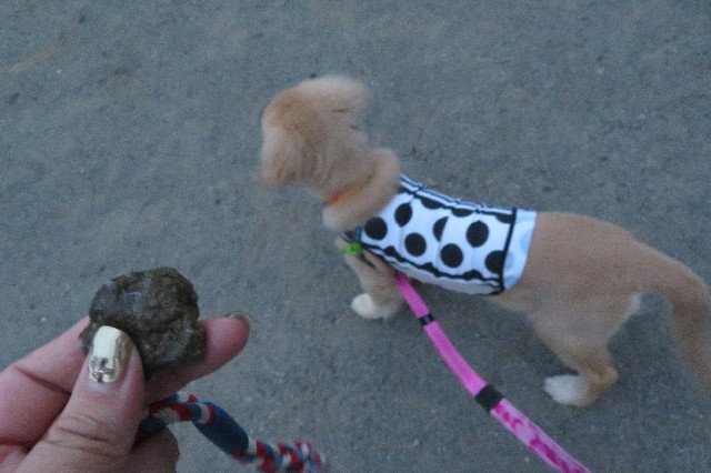 ファイル 6641-4.jpg