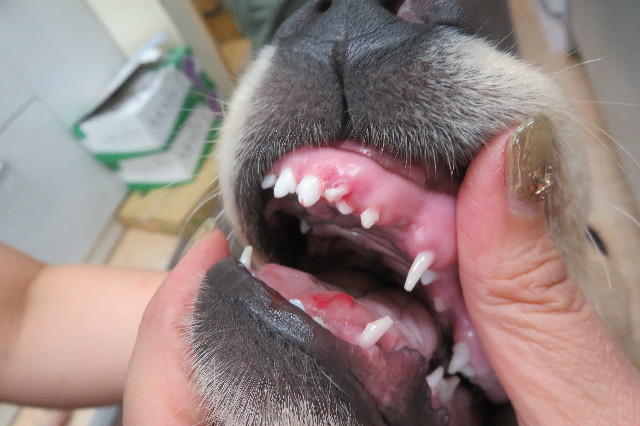 ファイル 6642-4.jpg