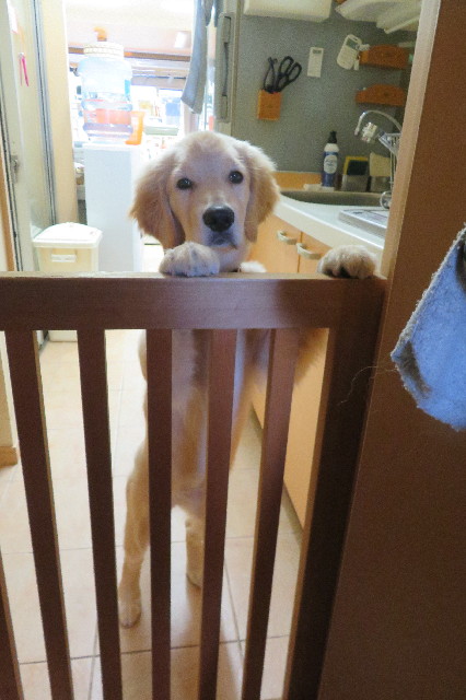 ファイル 6643-3.jpg