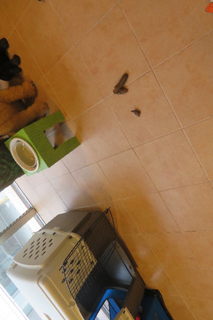 ファイル 6645-2.jpg