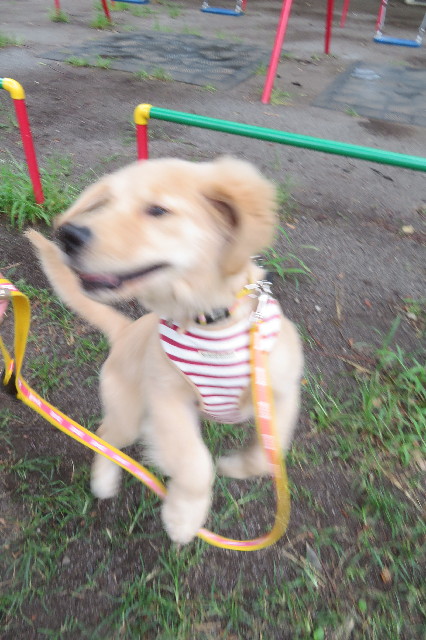 ファイル 6646-1.jpg