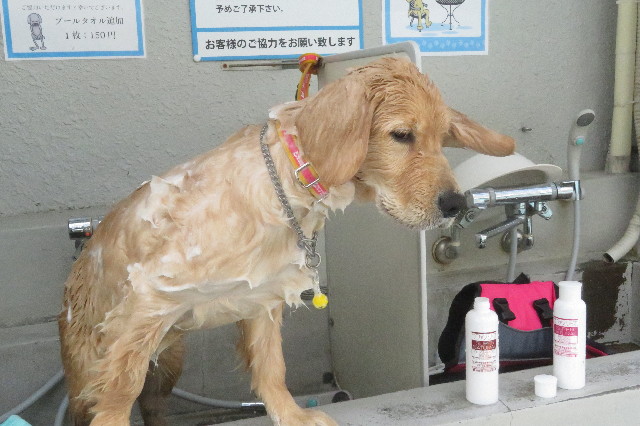 ファイル 6650-5.jpg