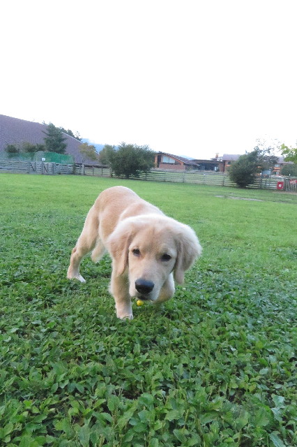 ファイル 6652-1.jpg