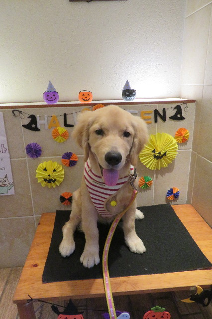 ファイル 6662-5.jpg