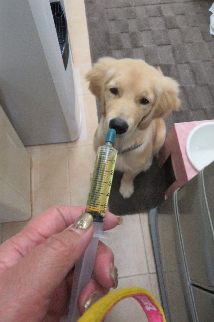 ファイル 6663-1.jpg