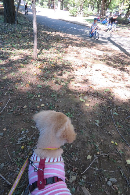 ファイル 6664-3.jpg