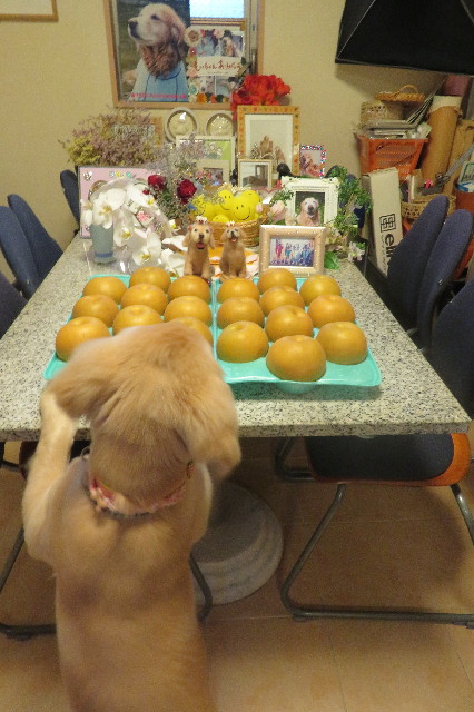 ファイル 6668-3.jpg