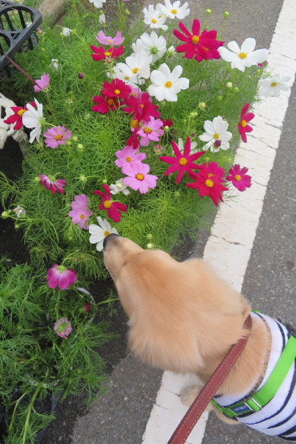 ファイル 6672-1.jpg