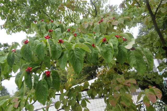 ファイル 6678-1.jpg