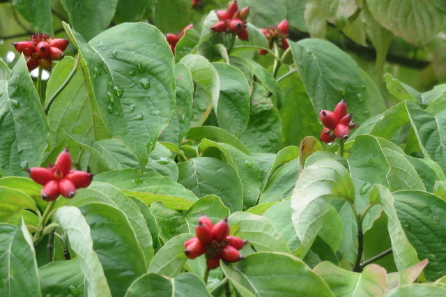 ファイル 6678-2.jpg