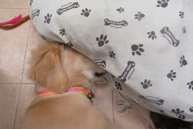 ファイル 6678-5.jpg