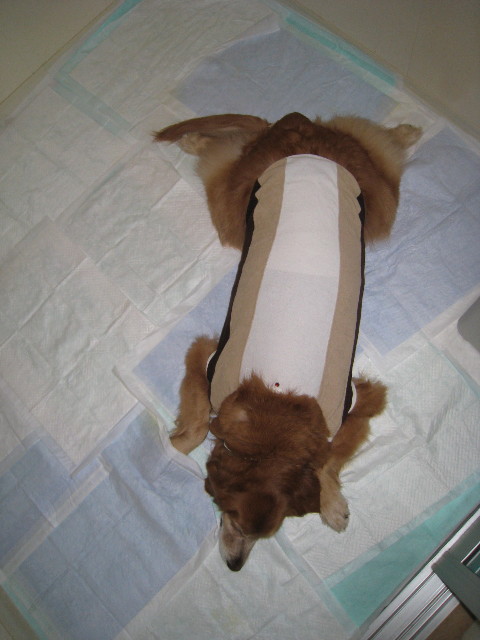 ファイル 668-1.jpg