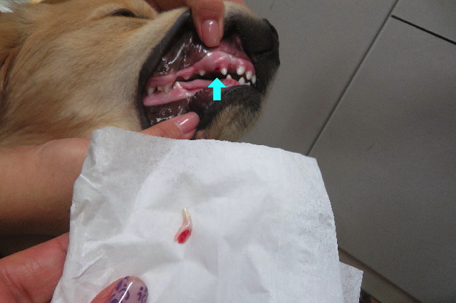 ファイル 6681-1.jpg