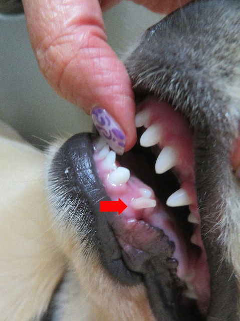 ファイル 6681-2.jpg