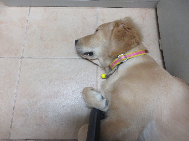 ファイル 6682-5.jpg