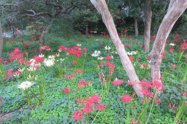 ファイル 6687-3.jpg