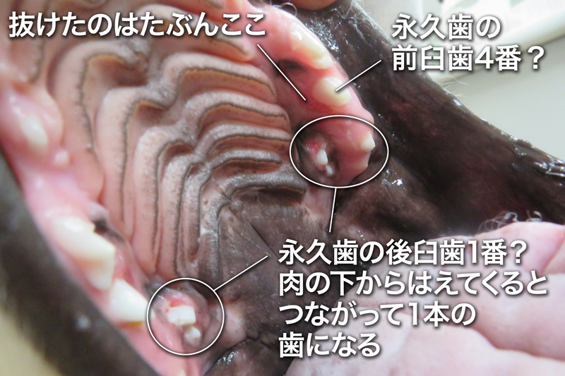 ファイル 6695-3.jpg