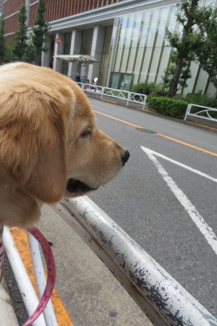 ファイル 6699-1.jpg