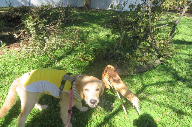 ファイル 6714-3.jpg