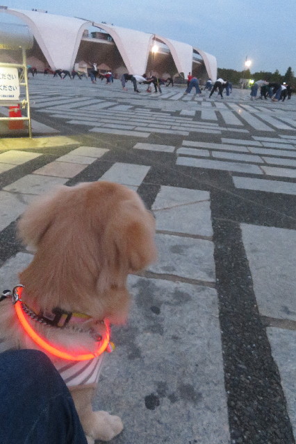 ファイル 6718-1.jpg