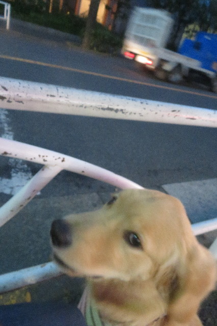 ファイル 6726-3.jpg