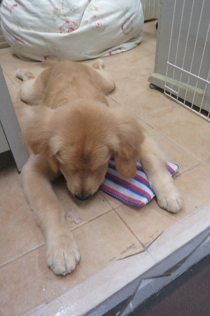 ファイル 6727-4.jpg