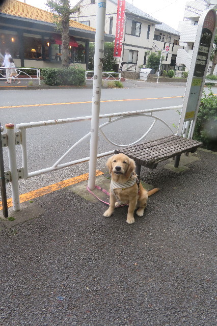 ファイル 6729-1.jpg