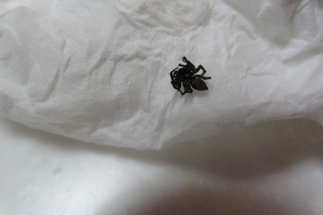 ファイル 6730-2.jpg