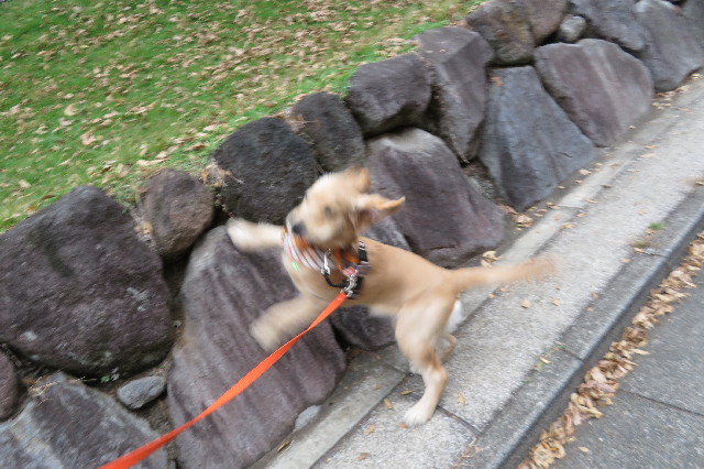 ファイル 6737-5.jpg