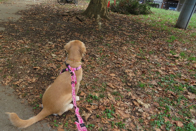 ファイル 6739-1.jpg