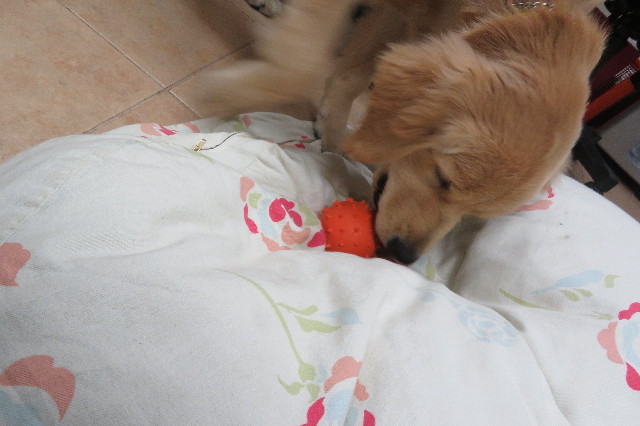 ファイル 6739-5.jpg