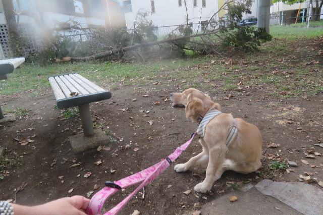 ファイル 6747-1.jpg