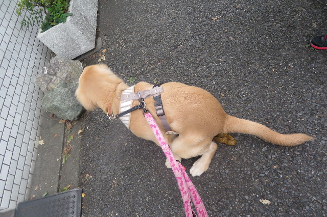 ファイル 6747-5.jpg